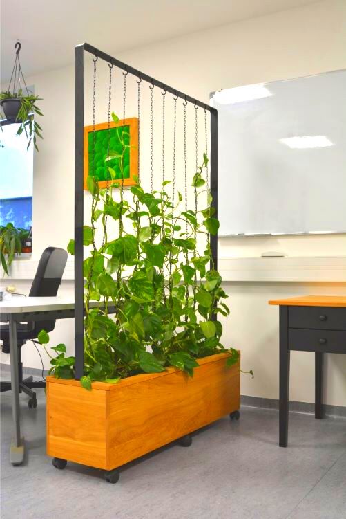 Kancelář s mobilní zelenou stěnou s popínavými rostlinami