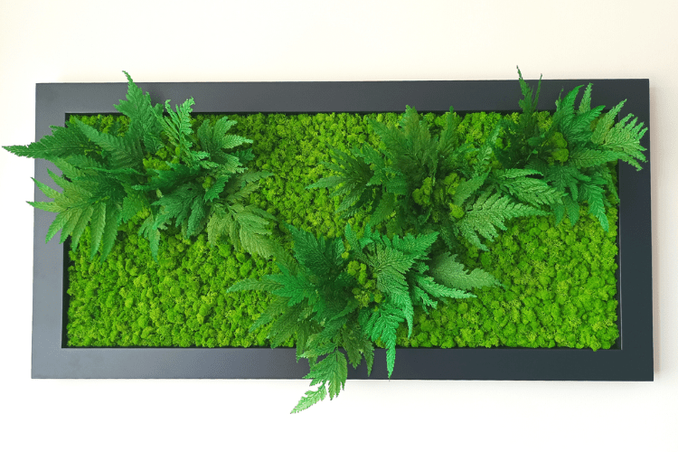 Svěží zelený obraz ze stabilizovaných rostlin