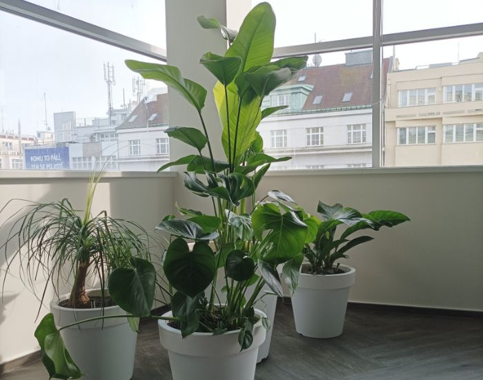 Krásně vzrostlé rostliny ve světlých nádobách v rohu kanceláře