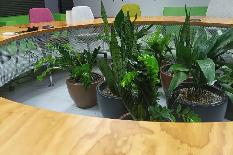 Meetingová místnost oživená velkými rostlinami různého druhu
