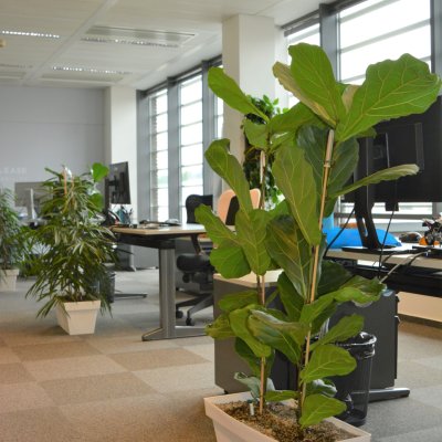Rostliny v květináči pro kancelář
