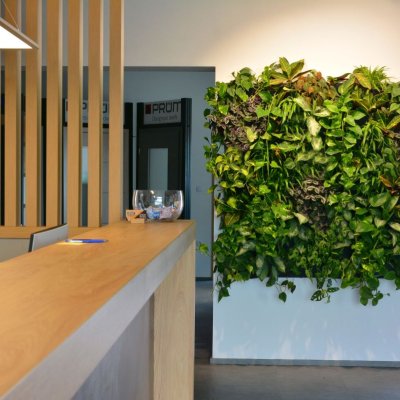 Zelená stěna zlepší kvalitu vzduchu v interiéru