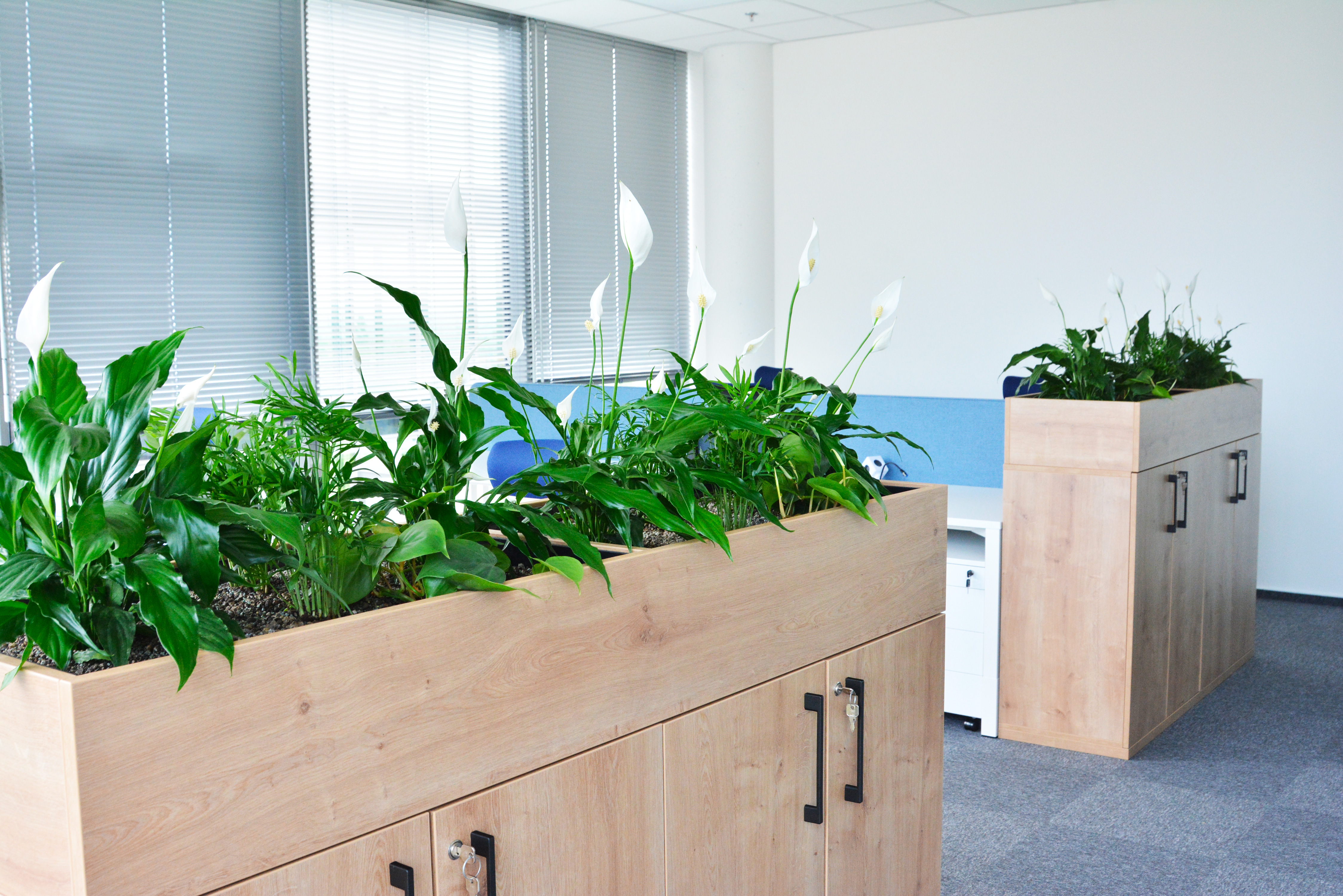 Nábytek v interiéru kanceláře osázený rostlinami