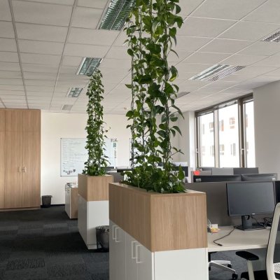 Popínavé rostliny umístěné v nábytku v kanceláři