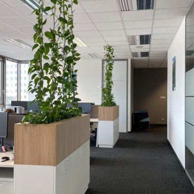 Zelené stěny z pnoucích rostliny vytváří soukromí v kanceláři