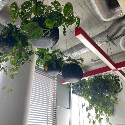 Zavěšené rostliny ve stropním prostoru